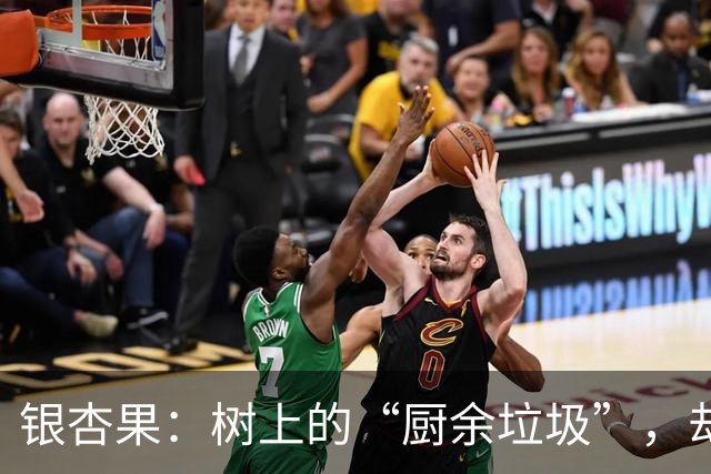 银杏果：树上的“厨余垃圾”，却有点神秘不可小觑